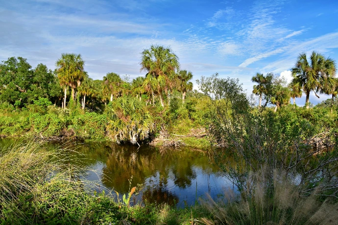 A pond surrounded by palm trees and a blue sky
